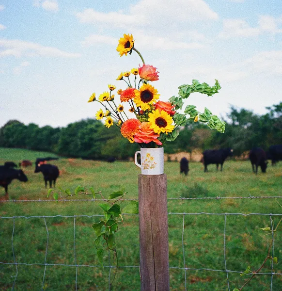 A colorful bouquet of sunflowers and roses in a white mug resting on a wooden fence post in a pasture with black cattle.