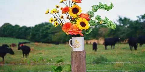 A colorful bouquet of sunflowers and roses in a white mug resting on a wooden fence post in a pasture with black cattle.