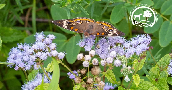 A butterfly resting on purple wildflowers in a green outdoor setting.