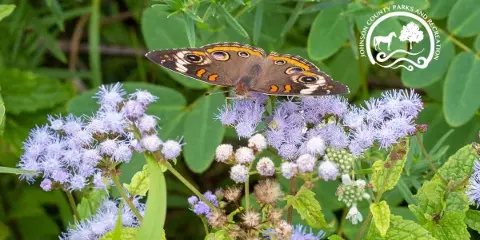 A butterfly resting on purple wildflowers in a green outdoor setting.