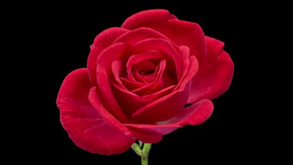 A single red rose in full bloom against a black background
