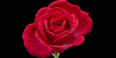 A single red rose in full bloom against a black background