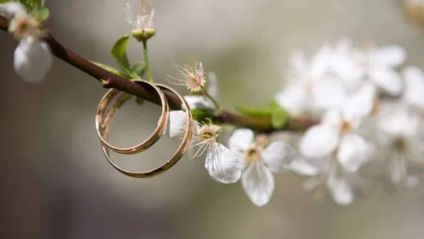 Two gold wedding rings hanging from a flowering tree branch.