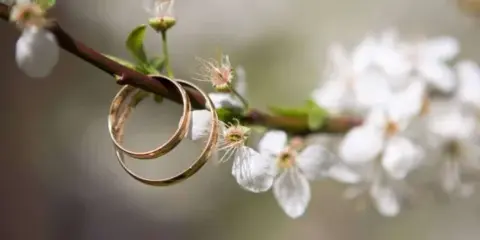 Two gold wedding rings hanging from a flowering tree branch.