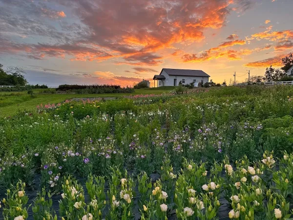 A wide shot of a flower farm field with rows of blooming flowers and a white farmhouse under a sunset sky.