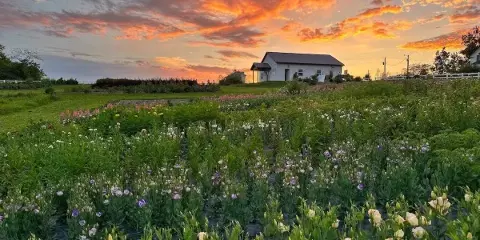 A wide shot of a flower farm field with rows of blooming flowers and a white farmhouse under a sunset sky.
