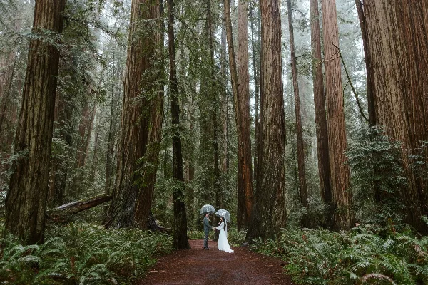 A bride and groom holding umbrellas standing on a path in a redwood forest.