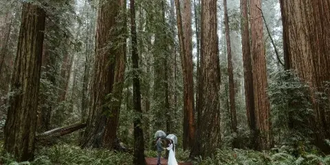 A bride and groom holding umbrellas standing on a path in a redwood forest.
