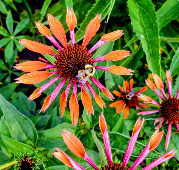 A close-up photograph of an orange and pink coneflower with a bumblebee on its center, surrounded by green foliage.