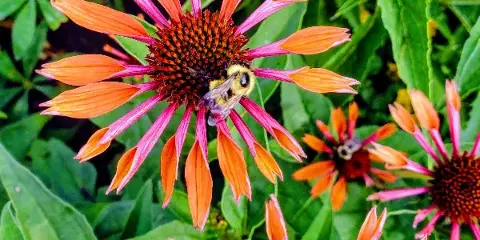 A close-up photograph of an orange and pink coneflower with a bumblebee on its center, surrounded by green foliage.