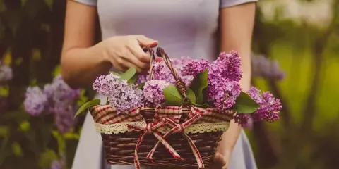 A person holding a wicker basket filled with fresh purple lilac flowers.