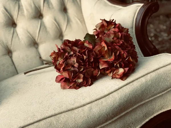 A cream-colored tufted velvet sofa with dark wood trim, featuring a large arrangement of dried red and pink hydrangeas resting on the seat.