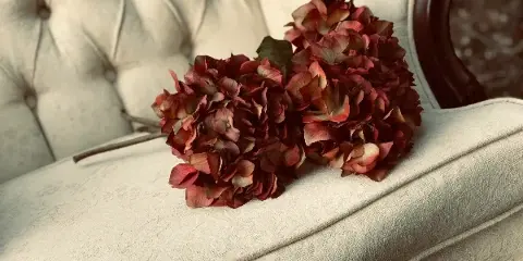 A cream-colored tufted velvet sofa with dark wood trim, featuring a large arrangement of dried red and pink hydrangeas resting on the seat.