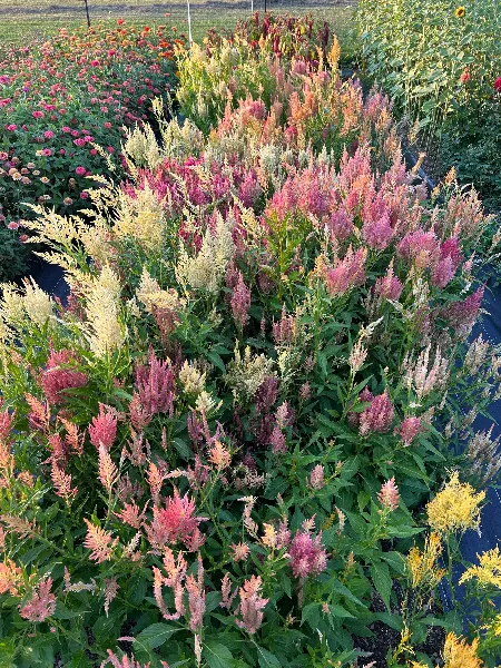 A close-up view of a flower field featuring rows of blooming celosia in shades of pink, cream, and yellow.