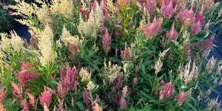 A close-up view of a flower field featuring rows of blooming celosia in shades of pink, cream, and yellow.