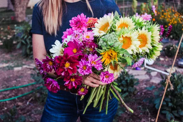 A person holding a large bouquet of pink dahlias and sunflowers in a garden.