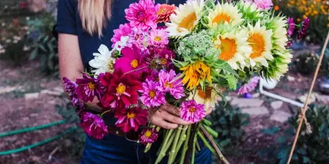 A person holding a large bouquet of pink dahlias and sunflowers in a garden.