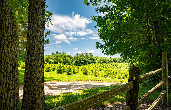 A view of a tree farm featuring a wooden split-rail fence in the foreground and a field of evergreen trees under a blue sky.