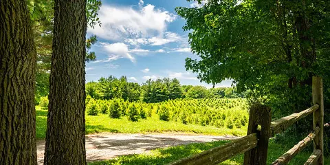 A view of a tree farm featuring a wooden split-rail fence in the foreground and a field of evergreen trees under a blue sky.