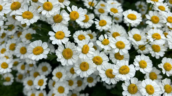 A close-up photograph of a dense field of white daisies with yellow centers.