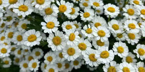 A close-up photograph of a dense field of white daisies with yellow centers.