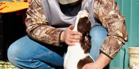 A person in a LaSada Lodge cap and camouflage jacket crouching with a white and brown hunting dog.