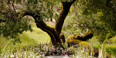 A wooden walkway lined with lush, organic floral arrangements in a garden setting.