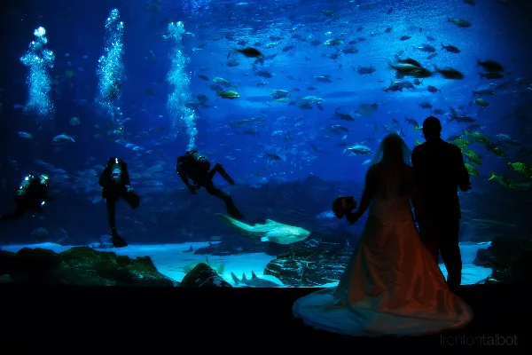 A bride and groom standing in front of a large blue aquarium tank filled with fish and divers.