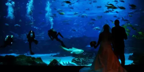 A bride and groom standing in front of a large blue aquarium tank filled with fish and divers.