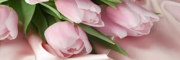 A close-up photograph of a bouquet of pink tulips with green leaves resting on a soft pink fabric.