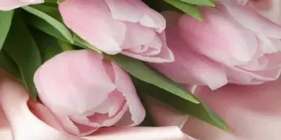 A close-up photograph of a bouquet of pink tulips with green leaves resting on a soft pink fabric.