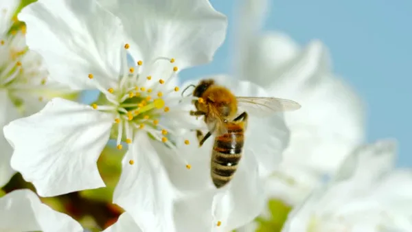Close-up of a bee on a white flower blossom