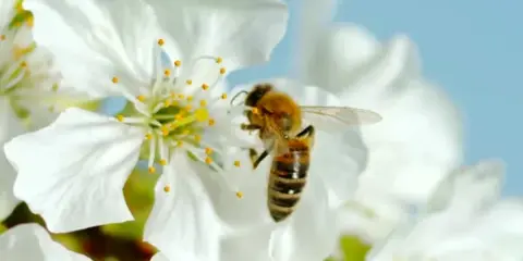 Close-up of a bee on a white flower blossom