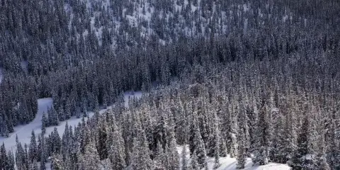 Aerial view of a snow-covered mountain slope with dense evergreen trees and a skier in the distance.