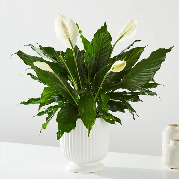 A potted Peace Lily plant with white flowers in a white ceramic planter