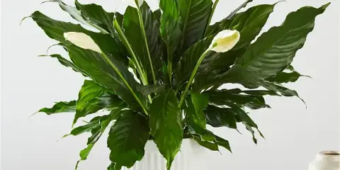 A potted Peace Lily plant with white flowers in a white ceramic planter
