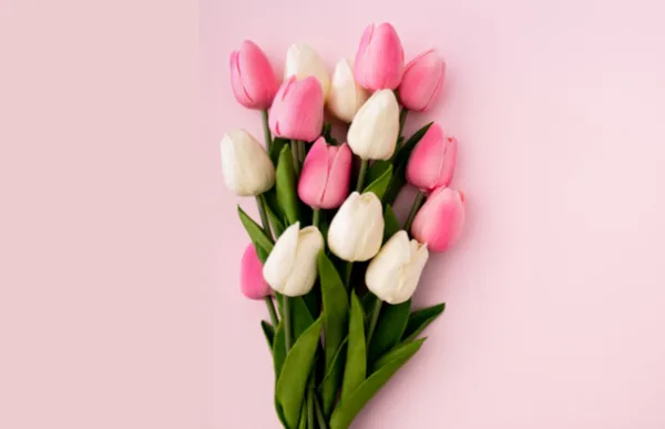 A bouquet of pink and white tulips arranged against a solid light pink background.