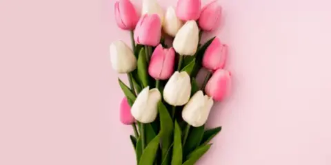 A bouquet of pink and white tulips arranged against a solid light pink background.