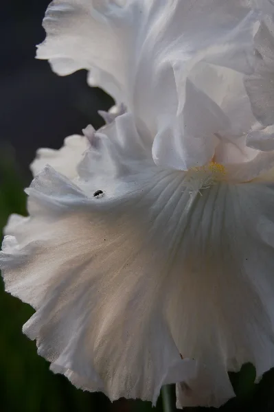Close-up photograph of a white iris flower with ruffled petals and a small insect on the bloom.