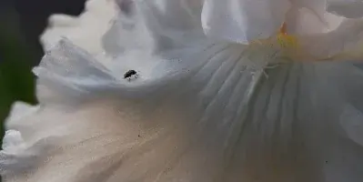 Close-up photograph of a white iris flower with ruffled petals and a small insect on the bloom.