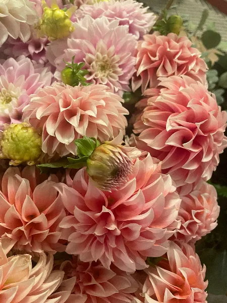 Close-up of a bouquet of pink dahlias