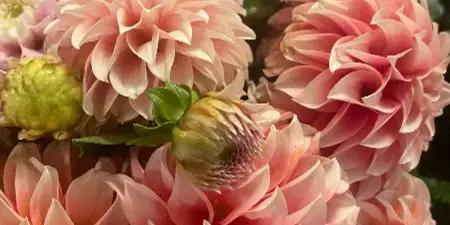 Close-up of a bouquet of pink dahlias