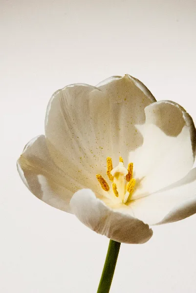 Close-up photograph of a white tulip flower with yellow stamens against a plain white background.