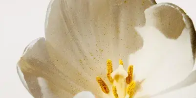 Close-up photograph of a white tulip flower with yellow stamens against a plain white background.