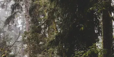 A bride and groom standing together on a path in a lush, green forest.