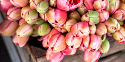 A wooden crate filled with fresh pink and white tulips