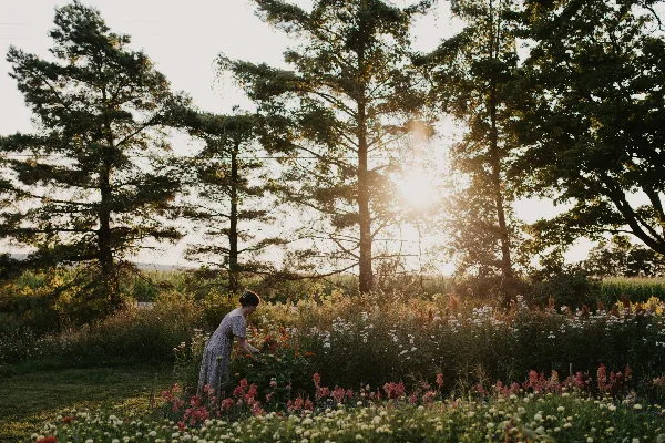 A person in a dress tending to a vibrant flower field with tall trees and a sunset in the background.