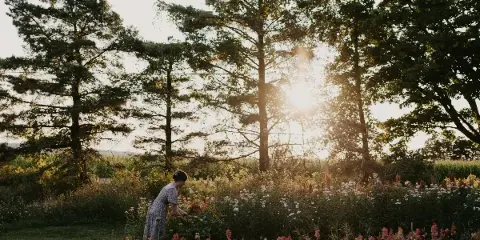 A person in a dress tending to a vibrant flower field with tall trees and a sunset in the background.