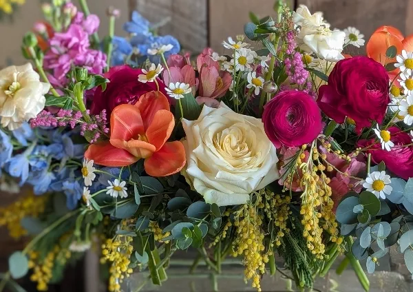 A vibrant floral arrangement featuring a central white rose, surrounded by magenta ranunculus, orange tulips, blue delphiniums, and yellow mimosa, accented with eucalyptus and daisies.