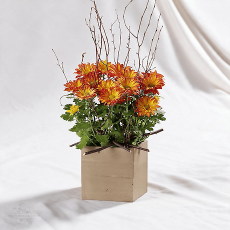 Fresh orange and yellow chrysanthemum arrangement in a square planter with greenery and branches.